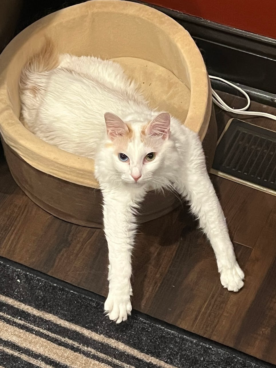 Turnip (Cat) Standee