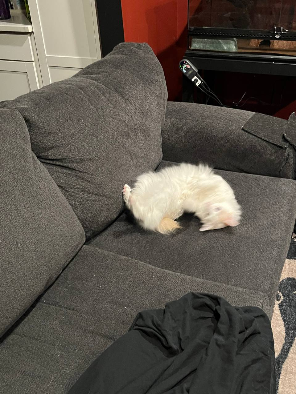 Turnip (Cat) Spinning Keychain